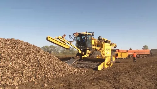 Виктор Томенко проверил, как идет сбор урожая свёклы в Алтайском крае