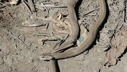 Змеи атаковали жителей садоводства под Барнаулом