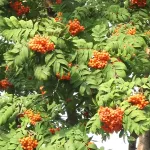 В Алтайском крае выдался небывалый урожай ягод рябины
