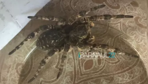 Что за зверь?: в Барнауле обнаружили гигантского паука