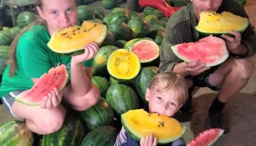 Арбузы со вкусом манго и арахисовую картошку начали выращивать в России