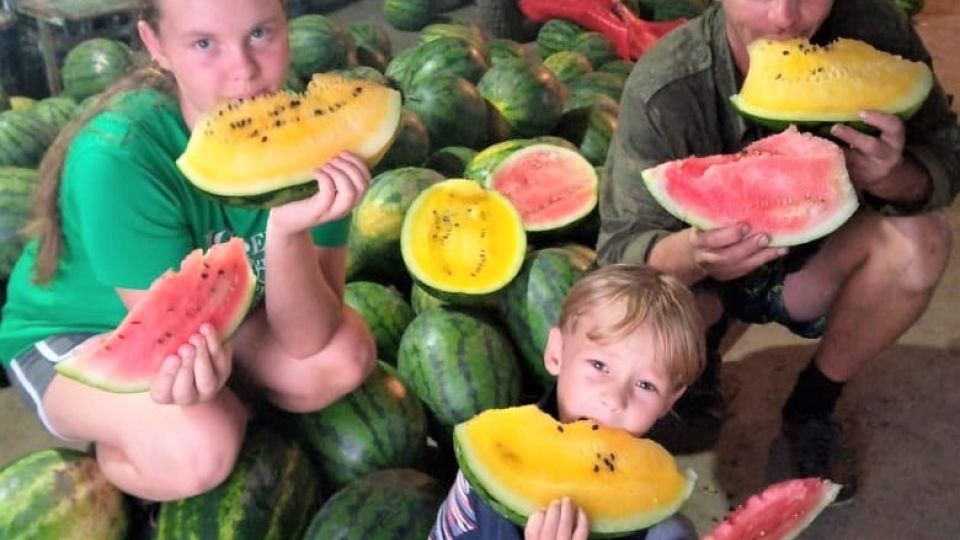 фото с арбузами в поле