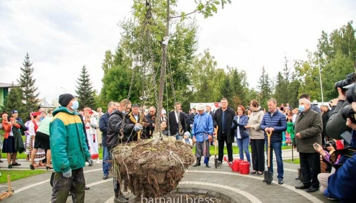 4 ноября в барнауле. Торжественная высадка деревьев. Открыт парк дружбы народов. Дерево мира в парке дружбы. Парк дружбы дерево мира.