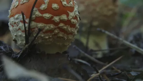 В Алтайском крае стали популярны грибы мухоморы: кто и зачем на них охотится