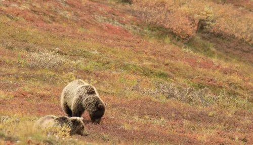В Горном Алтае голодная медведица с медвежатами вышла в посёлок