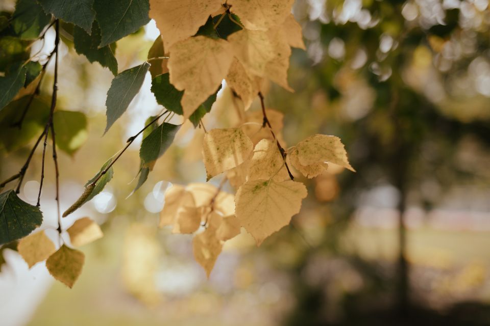 Осень. Листья