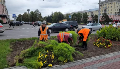 Как в Голландии: более 75 тысяч тюльпанов высадят осенью в Барнауле