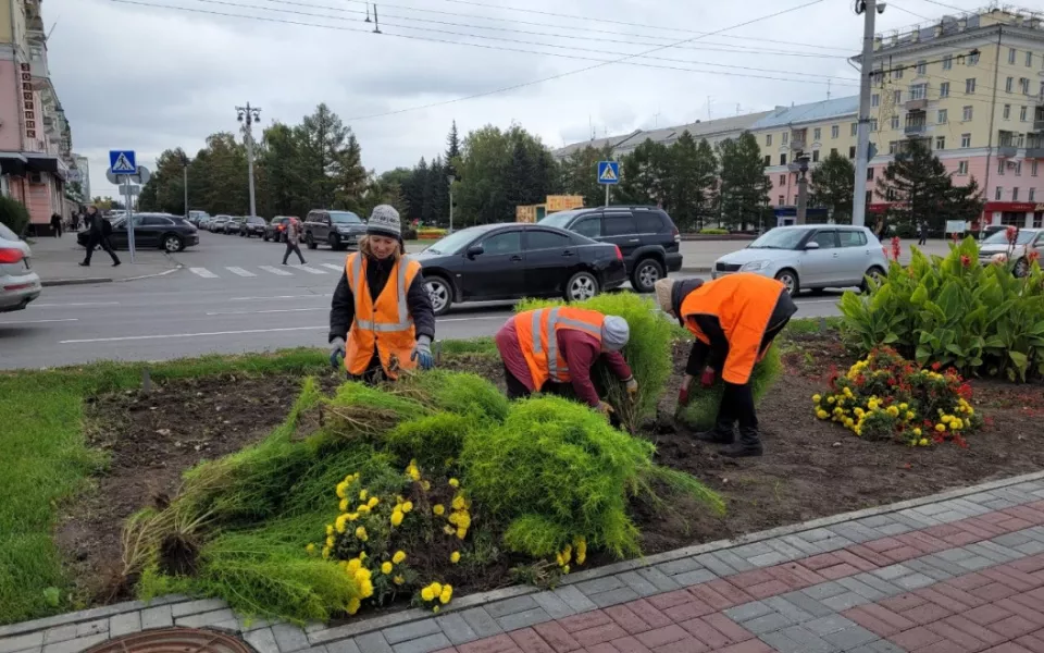Как в Голландии: более 75 тысяч тюльпанов высадят осенью в Барнауле