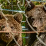 Трех спасенных медвежат выпустили на волю в Алтайском заповеднике