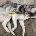 Соцсети: под Барнаулом мужчина застрелил собаку на глазах у детей