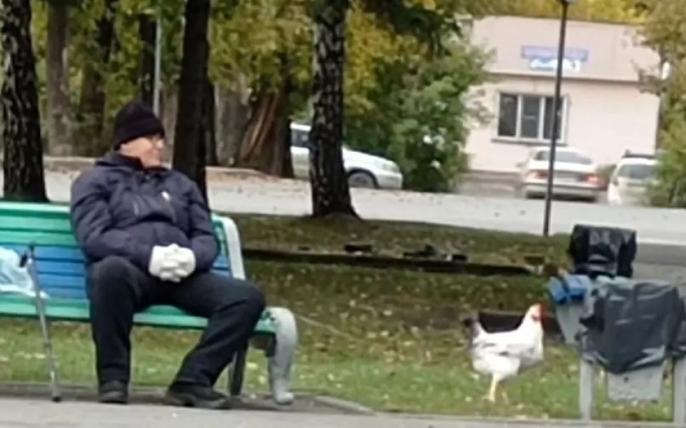 В Новосибирске мужчина на поводке выгуливал курицу