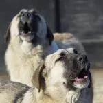 Алтайские депутаты предложили усыплять бродячих собак