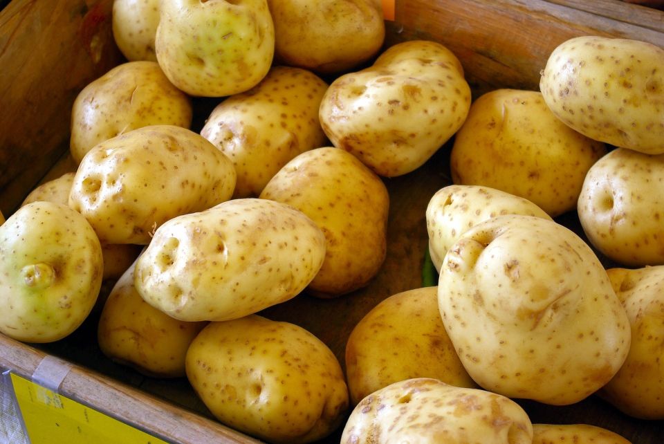 Картофель. Урожай