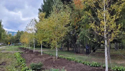 На барнаульских улицах высаживают 500 новых деревьев
