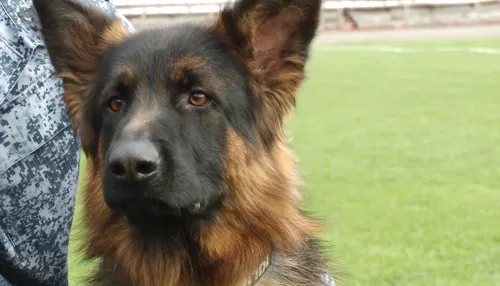 В Барнауле прошел чемпионат и первенство края по кинологическому спорту