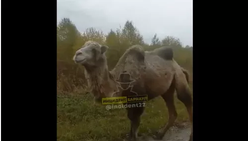 Одинокого верблюда заметили в алтайском лесу