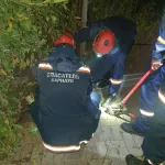 В Барнауле спасатели вызволили застрявшего в заборе пса
