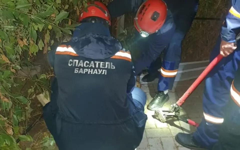 В Барнауле спасатели вызволили застрявшего в заборе пса