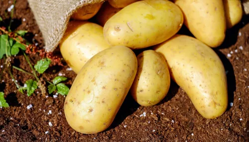 Россиян предупредили о подорожании картофеля к ноябрю