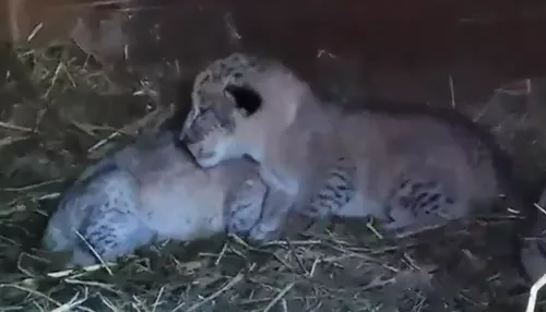 Милейшие: в барнаульском зоопарке родились трое львят