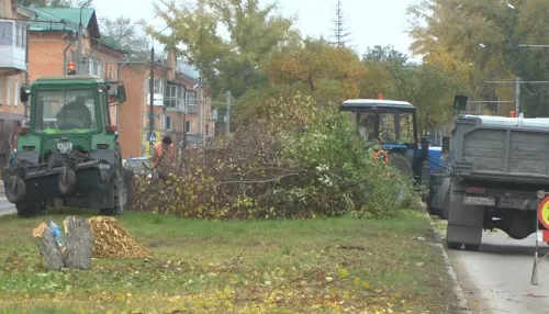 На главной улице Рубцовска начали вырубать яблони