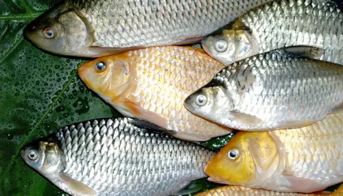 В одном из районов Алтайского края массово погибла рыба в озере