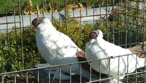 В Барнауле расширили питомник для голубей местных пород