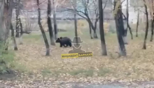 В Заринске несколько медведей бегало по территории завода