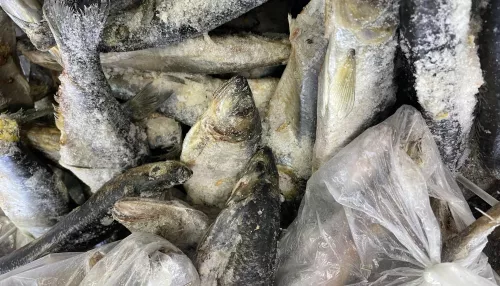 В Алтайский край пытались завезти опасную партию мороженной форели