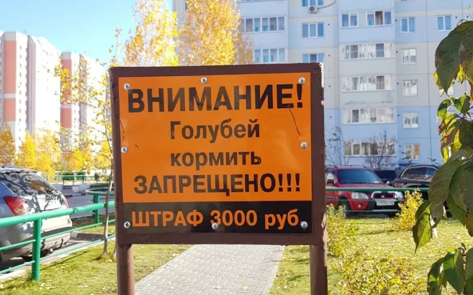 Жителям барнаульских новостроек запретили кормить голубей