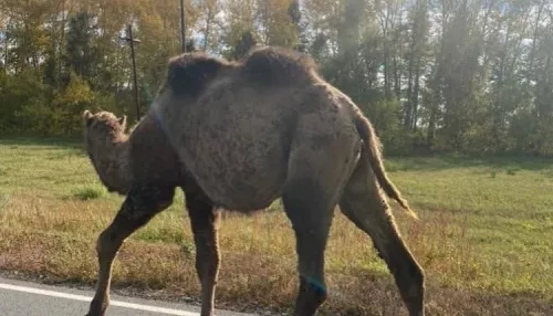 В Алтайском крае бесхозный верблюд идет на запад по трассе