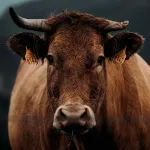 В Алтайском крае ввели карантин из-за вспышки инфекции у коров