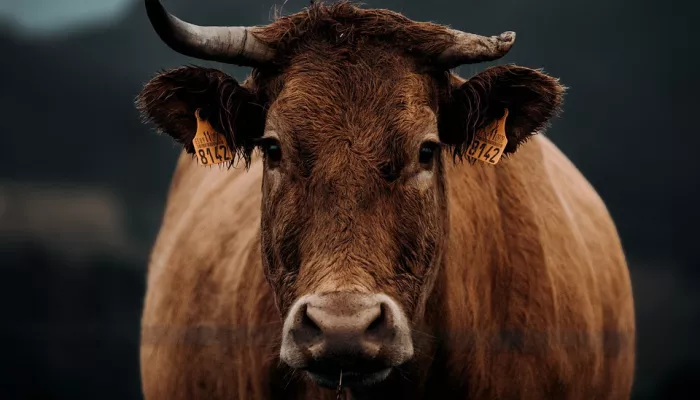 Почему в Алтайском крае запретили подворный убой скота на мясо для продажи