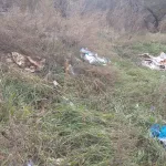 В Алтайском крае обнаружили стихийный скотомогильник
