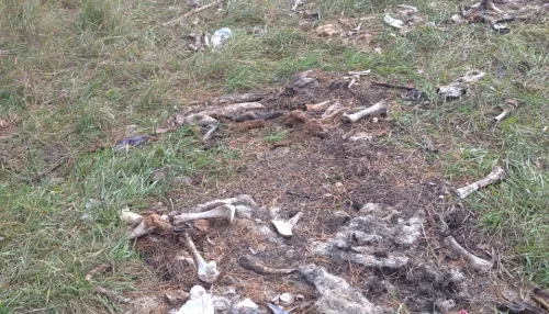В алтайском районе ликвидируют нелегальное кладбище скота