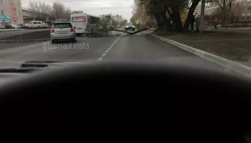 Ураган повалил дерево на проезжую часть в Индустриальном районе Барнаула