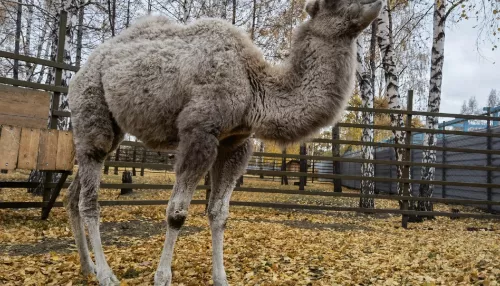 В Барнаульский зоопарк привезли молодую верблюдицу Вику