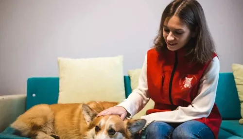 Как правильно подготовить собаку к долгой передержке