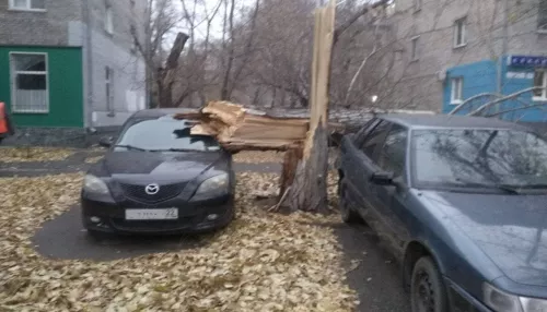 В Барнауле гигантский тополь рухнул на припаркованные автомобили