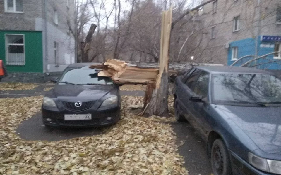 В Барнауле гигантский тополь рухнул на припаркованные автомобили