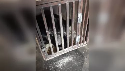 В Барнауле двух медведей нашли в гараже в тесных клетках
