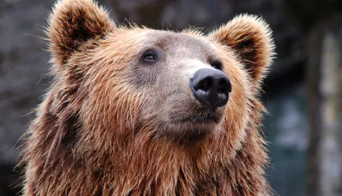 В Сибири медведь выбежал на дорогу и спровоцировал смертельное ДТП