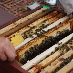 Пестициды и анархизм: что мешает развитию пчеловодства на Алтае