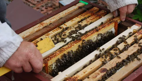 Пестициды и анархизм: что мешает развитию пчеловодства на Алтае