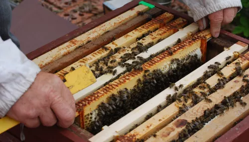 Массовая гибель пчел произошла в еще одном районе Алтайского края