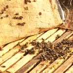 Алтайские пчеловоды считают закупочные цены на мёд заниженными