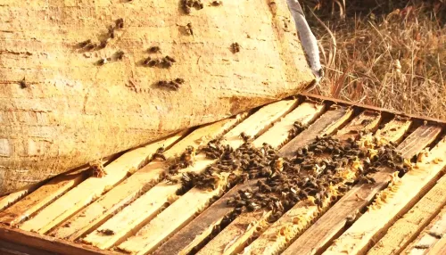 Алтайские пчеловоды считают закупочные цены на мёд заниженными