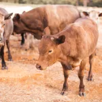 Новые правила забоя скота в Алтайском крае объявят 11 ноября