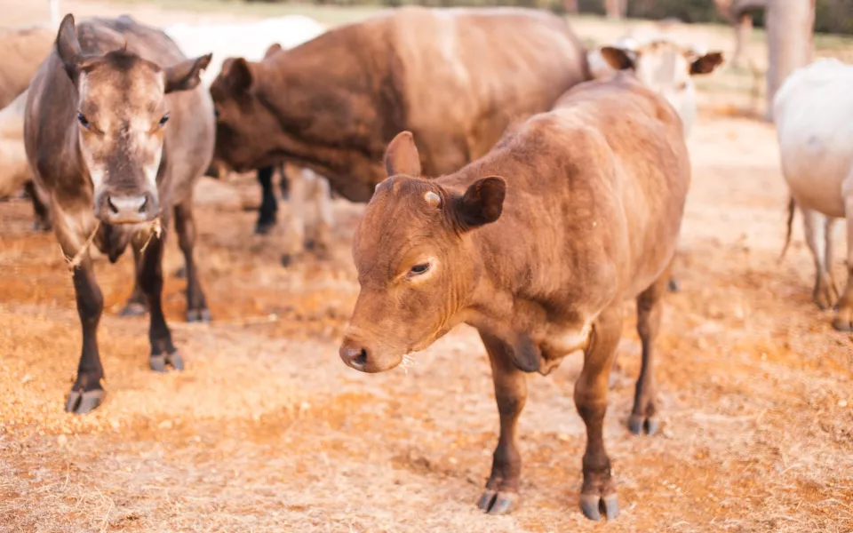 За зиму сотни алтайских коров погибли на фермах Новосибирской области