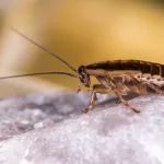 Алтайский минздрав объяснил обилие тараканов в детской больнице